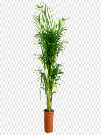 areka-saksi-250-cm